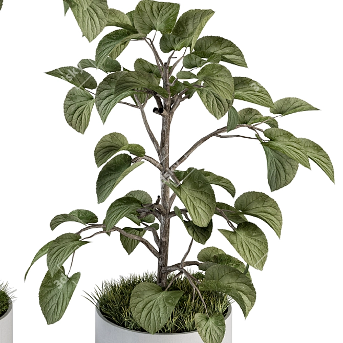 Ficus Plant Set: Indoor Greenery 3D model image 2