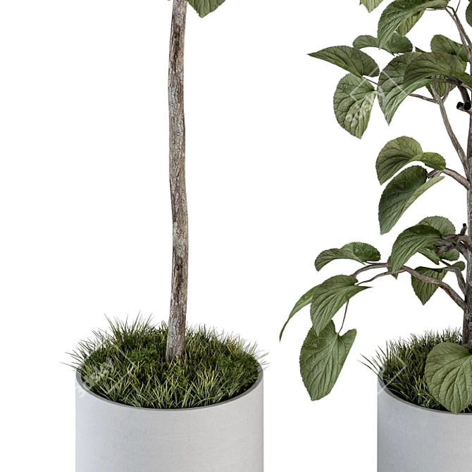 Ficus Plant Set: Indoor Greenery 3D model image 3