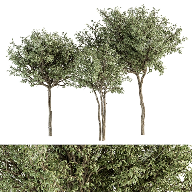 Green Jacob Broadleaf Tree Set 41 3D model image 1