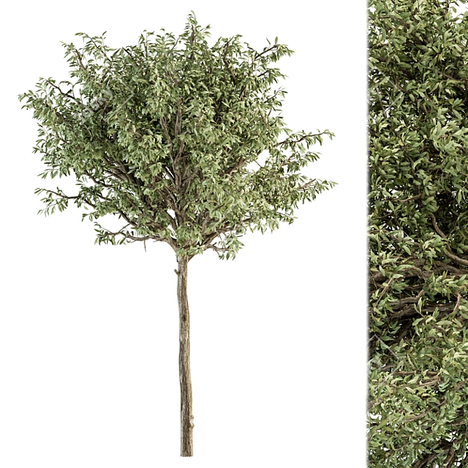 Green Jacob Broadleaf Tree Set 41 3D model image 5