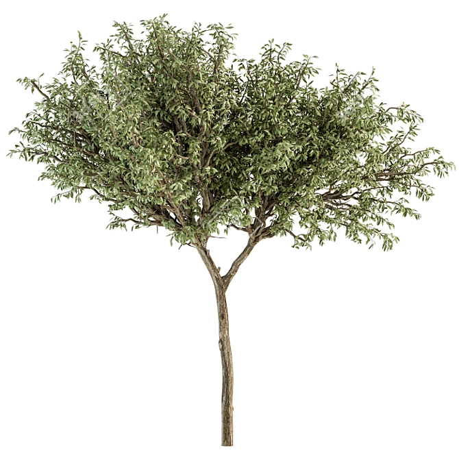 Green Jacob Broadleaf Tree Set 41 3D model image 6