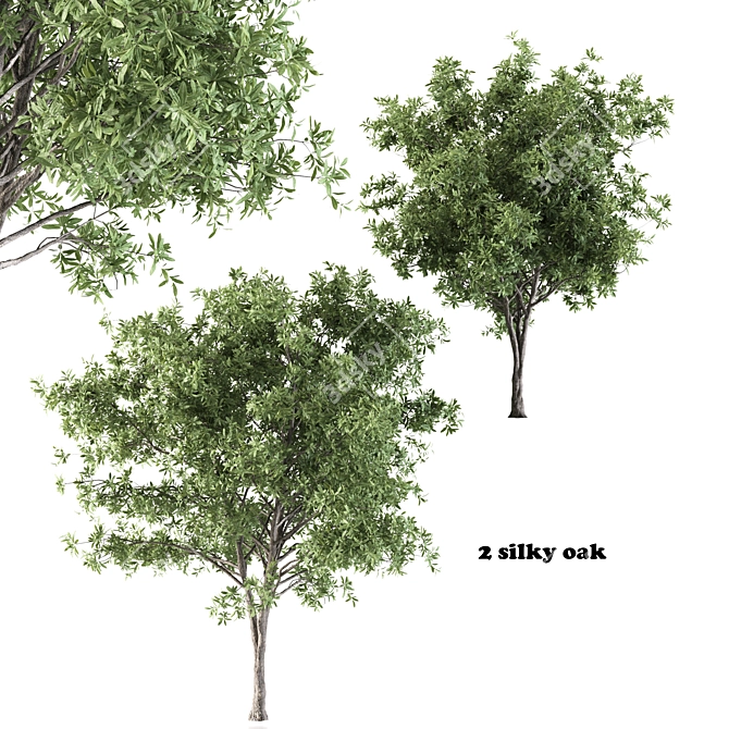 Silky Oak - Corona: 2 Trees with Beautiful Texture 3D model image 1