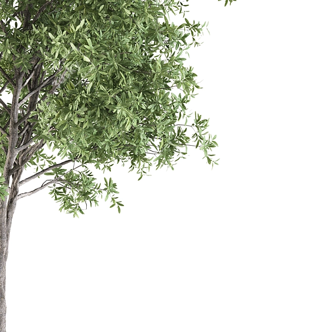 Silky Oak - Corona: 2 Trees with Beautiful Texture 3D model image 2