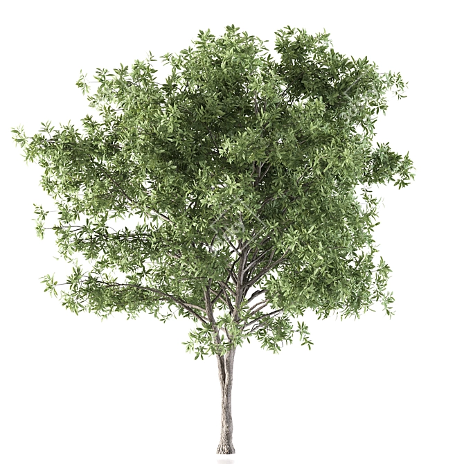 Silky Oak - Corona: 2 Trees with Beautiful Texture 3D model image 3