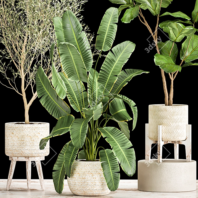 Exotic Plant Collection in Decorative White Baskets 3D model image 2