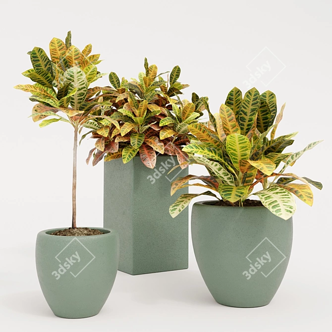 Tropical Trio: Croton Indoor Plants 3D model image 1