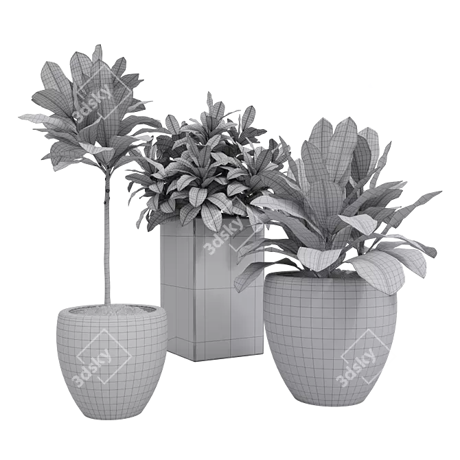 Tropical Trio: Croton Indoor Plants 3D model image 3