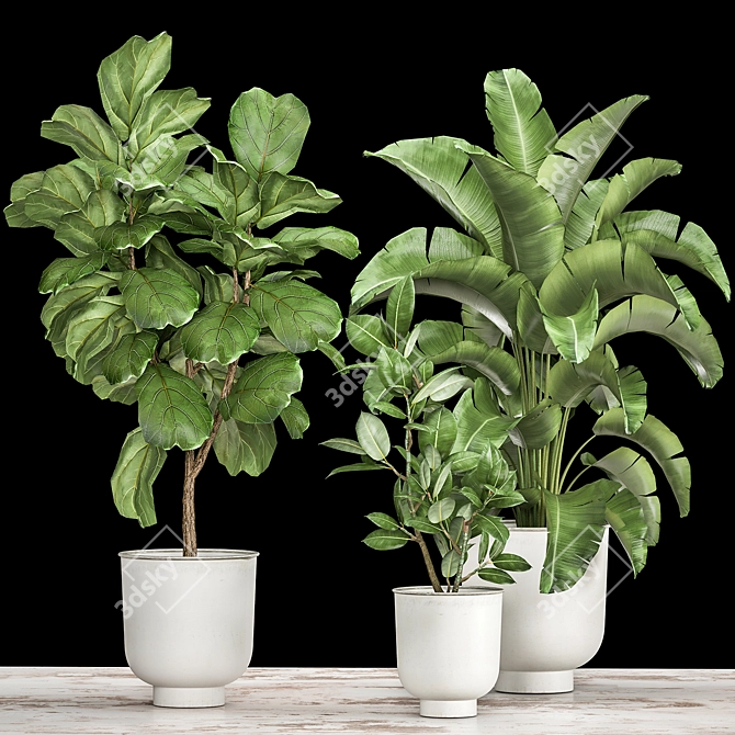 Tropical Plant Collection: Ficus, Strelitzia, and Banana Palm 3D model image 1