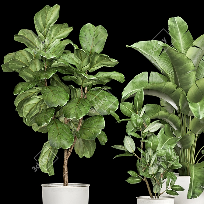 Tropical Plant Collection: Ficus, Strelitzia, and Banana Palm 3D model image 2