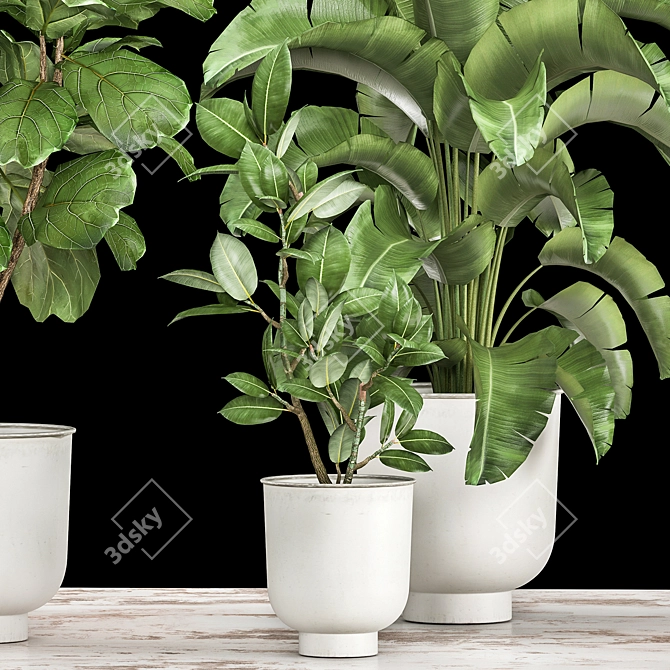 Tropical Plant Collection: Ficus, Strelitzia, and Banana Palm 3D model image 3