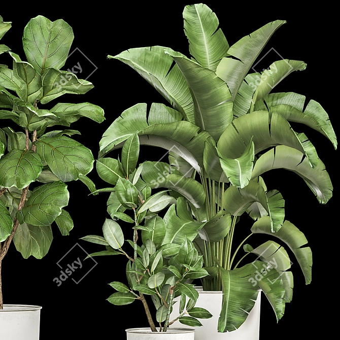 Tropical Plant Collection: Ficus, Strelitzia, and Banana Palm 3D model image 4