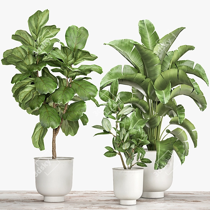 Tropical Plant Collection: Ficus, Strelitzia, and Banana Palm 3D model image 6