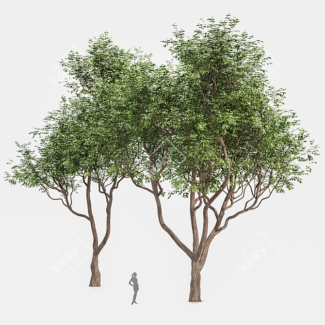 Exquisite Sweet Chestnut Tree | 3D Model 3D model image 1