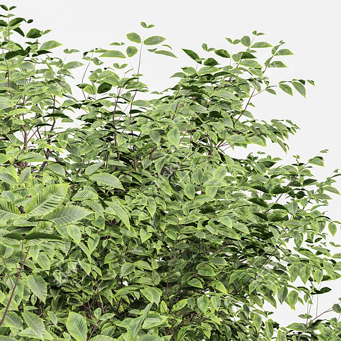 Exquisite Sweet Chestnut Tree | 3D Model 3D model image 2