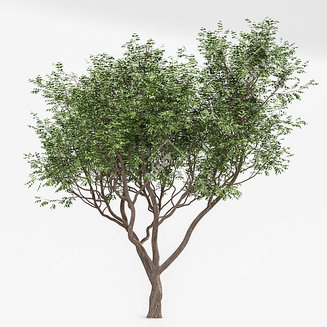 Exquisite Sweet Chestnut Tree | 3D Model 3D model image 3