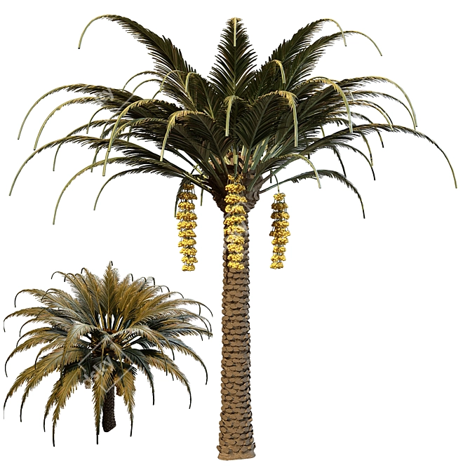 Exotic Date Palm Tree 3D model image 1