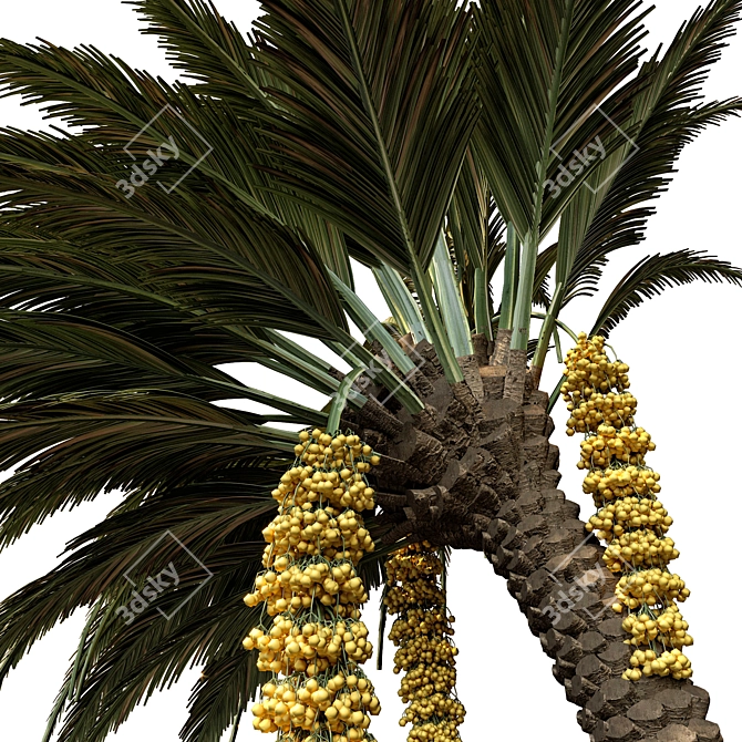 Tropical Date Palm Tree 3D model image 2