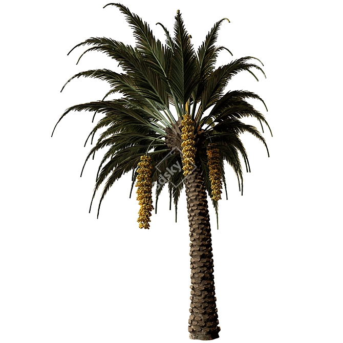 Tropical Date Palm Tree 3D model image 3