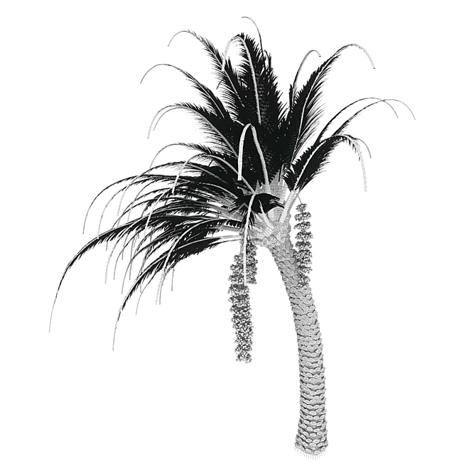 Tropical Date Palm Tree 3D model image 4