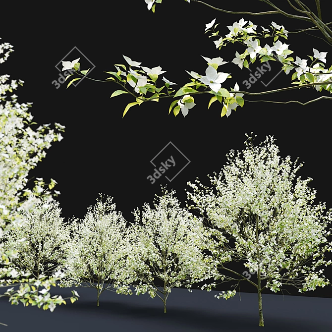 Flowering Dogwood Tree Set 3D model image 2