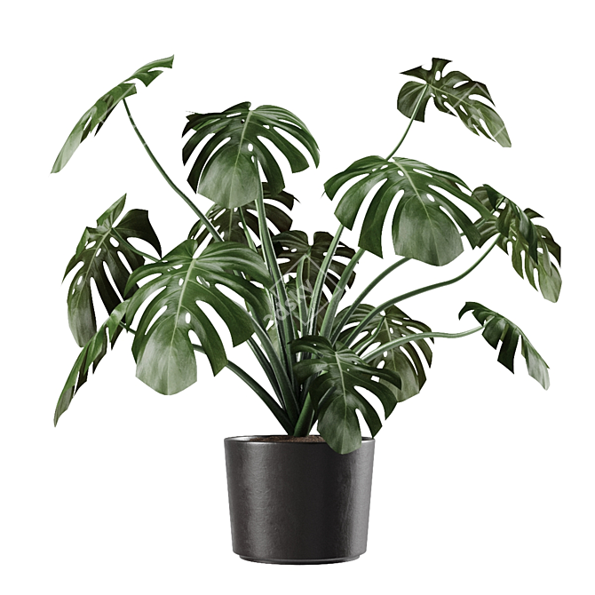 Tropical Monstera Vase Plant 3D model image 2