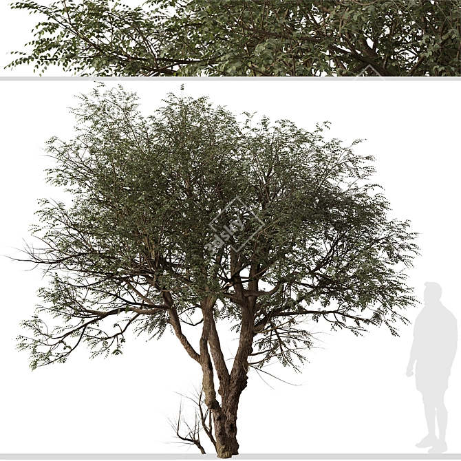 "Ghaf Tree Set: Sustainable Desert Beauty 3D model image 2