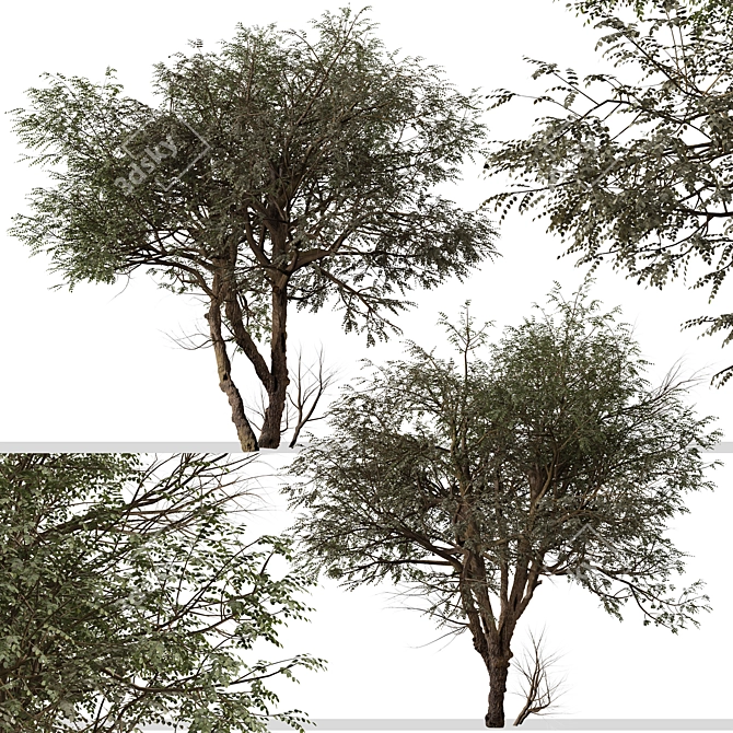 "Ghaf Tree Set: Sustainable Desert Beauty 3D model image 4