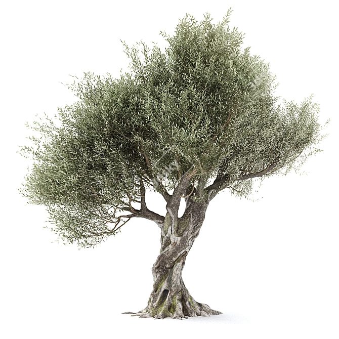 Realistic Olive Tree with Materials 3D model image 1