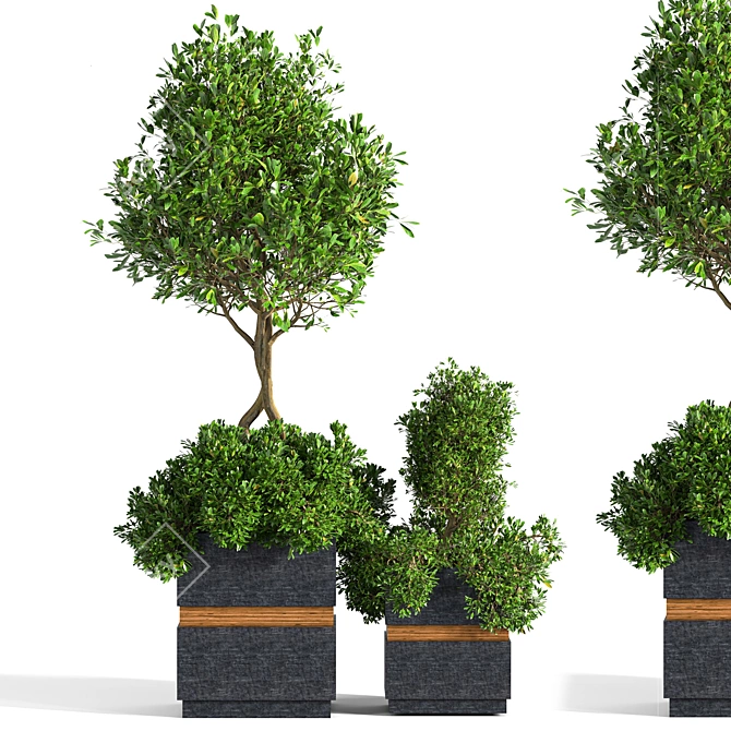 Versatile Outdoor Plant Set 3D model image 1