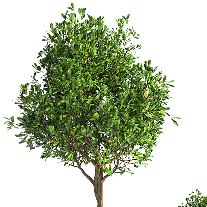 Versatile Outdoor Plant Set 3D model image 3