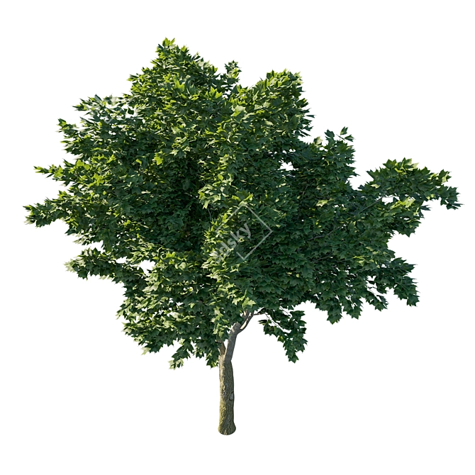 Acer Rubrum Green - 2013 3D Model 3D model image 2