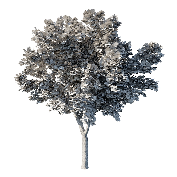 Acer Rubrum Green - 2013 3D Model 3D model image 3