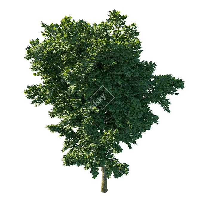 Acer Rubrum Green 02 - Stunning 3D Model 3D model image 2