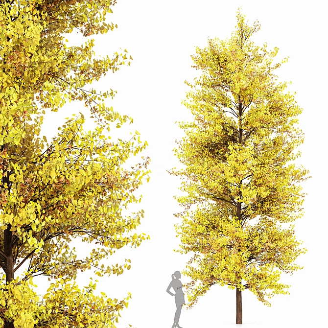 Ginkgo Biloba Tree: Perfect Fall Foliage 3D model image 1