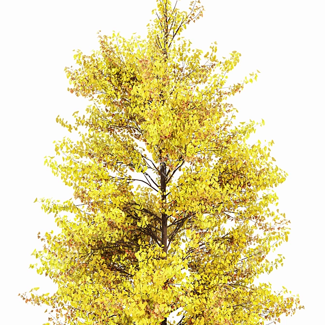 Ginkgo Biloba Tree: Perfect Fall Foliage 3D model image 2