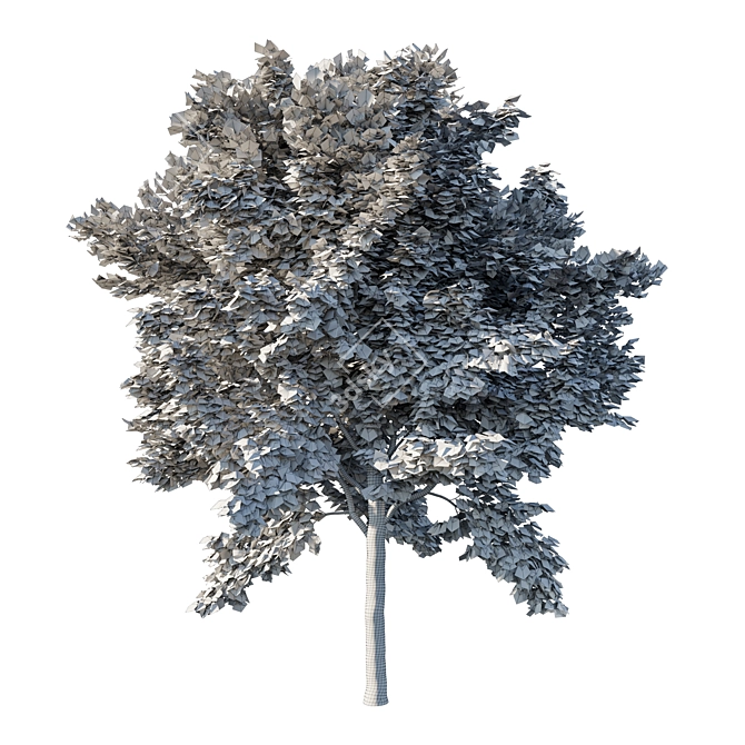 Vibrant Acer Rubrum Green 03 3D model image 3