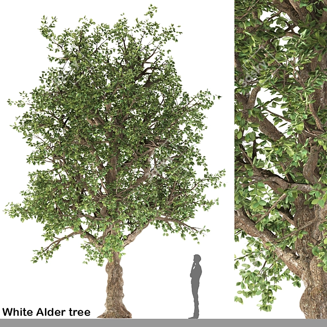 Pure White Alder Tree 3D model image 1