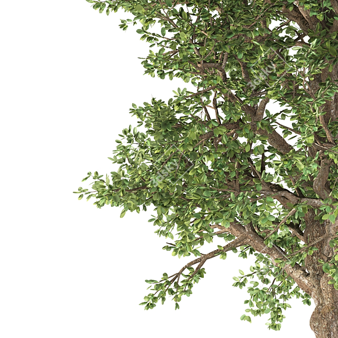 Pure White Alder Tree 3D model image 2