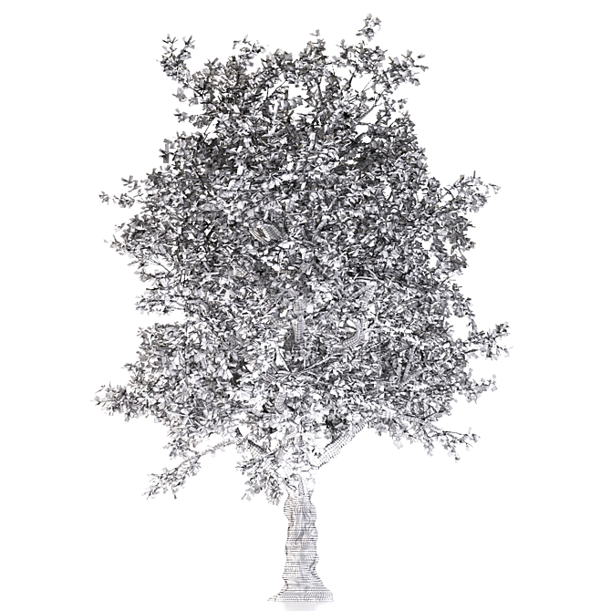 Pure White Alder Tree 3D model image 3