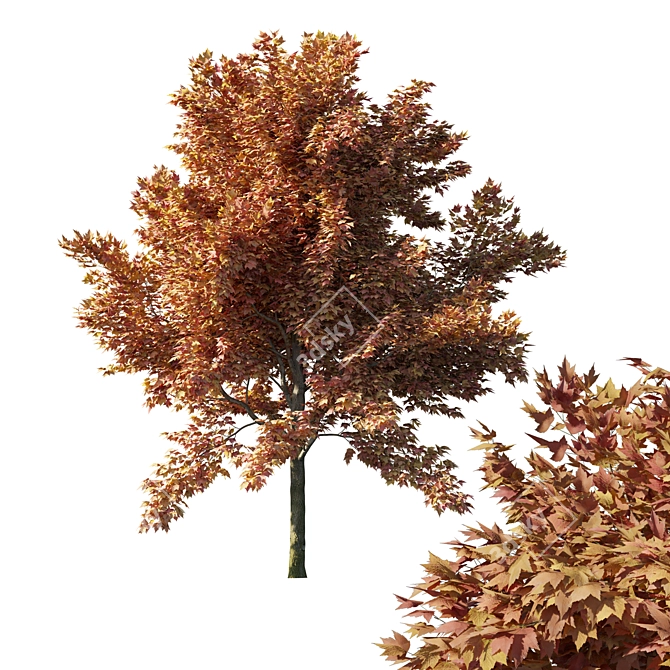 Vibrant Acer Rubrum Red Tree 3D model image 1