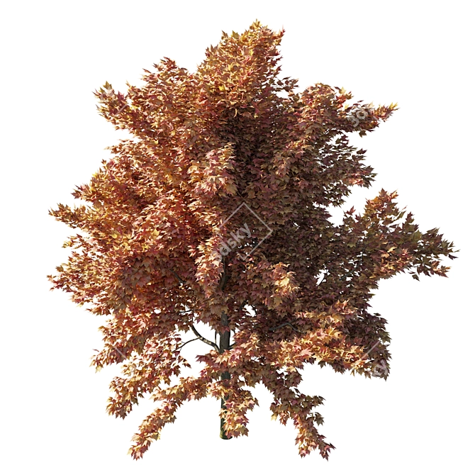 Vibrant Acer Rubrum Red Tree 3D model image 2