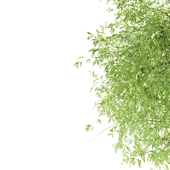 Exotic European Nettle Tree 3D model image 2