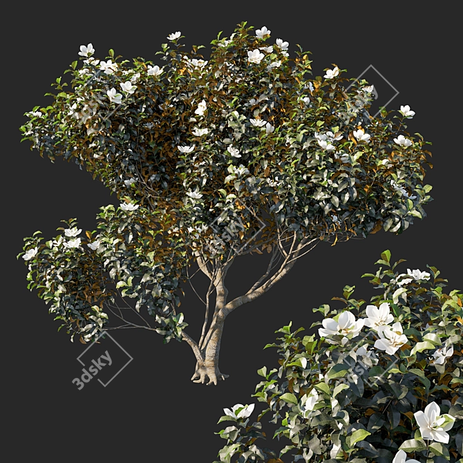 Magnolia Grandiflora Plant 3D Model 3D model image 1