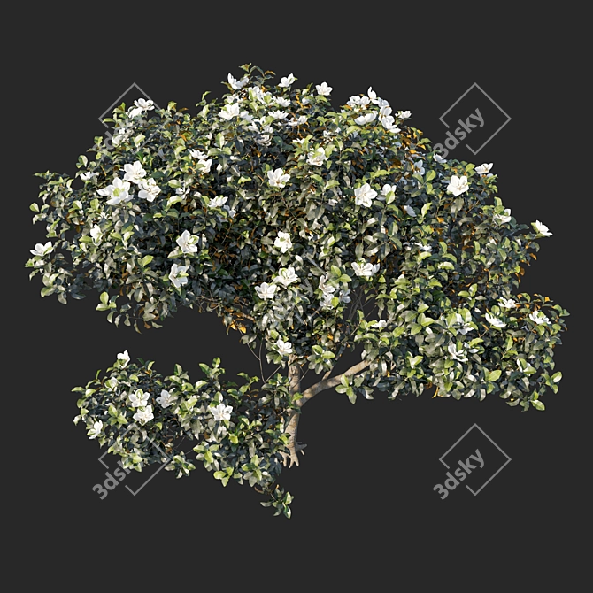 Magnolia Grandiflora Plant 3D Model 3D model image 2