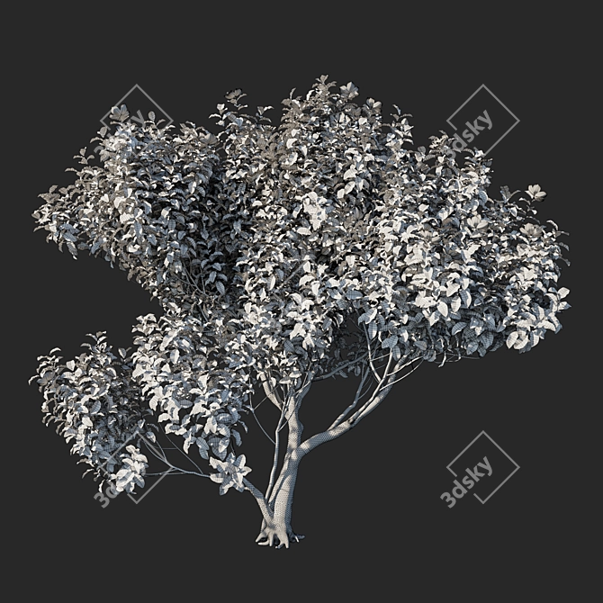 Magnolia Grandiflora Plant 3D Model 3D model image 3