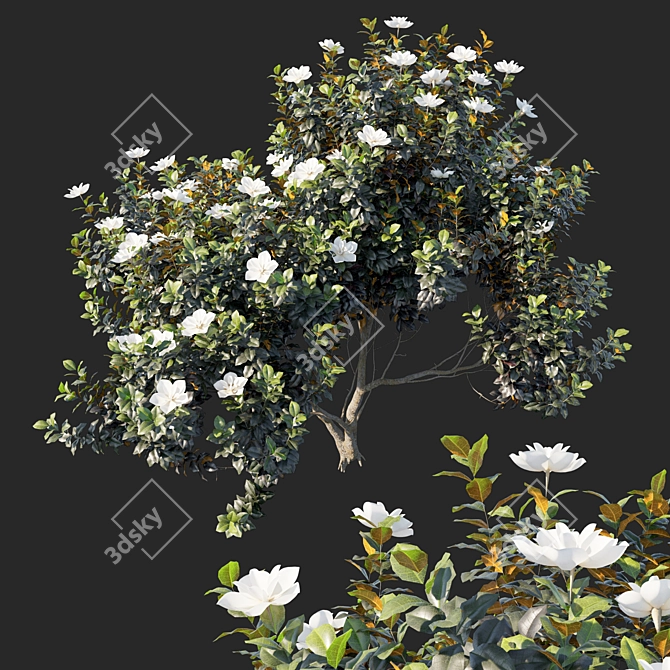 Magnolia Grandiflora 3D Model 3D model image 1