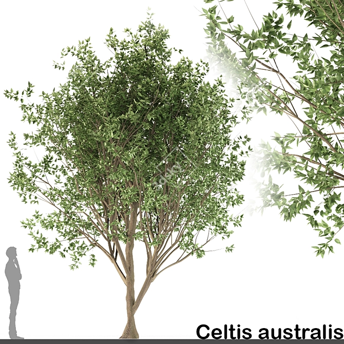 European Nettle Tree: Summer Delight! 3D model image 1
