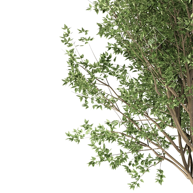 European Nettle Tree: Summer Delight! 3D model image 2