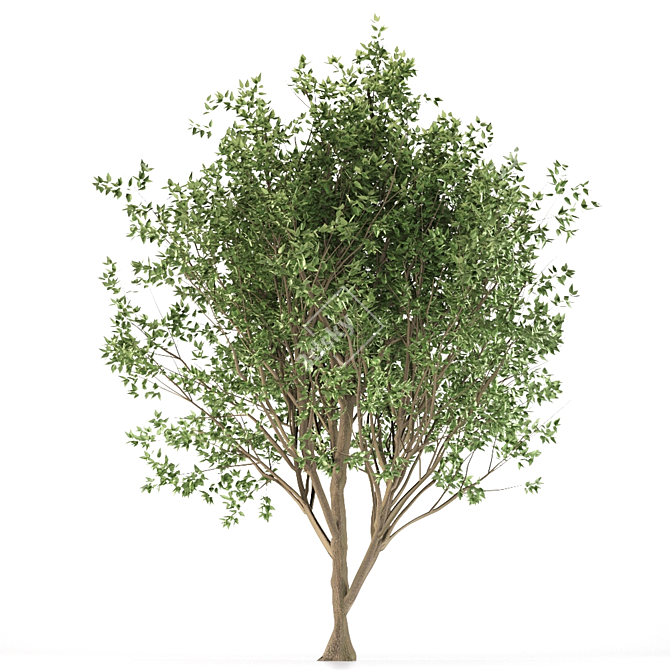 European Nettle Tree: Summer Delight! 3D model image 3