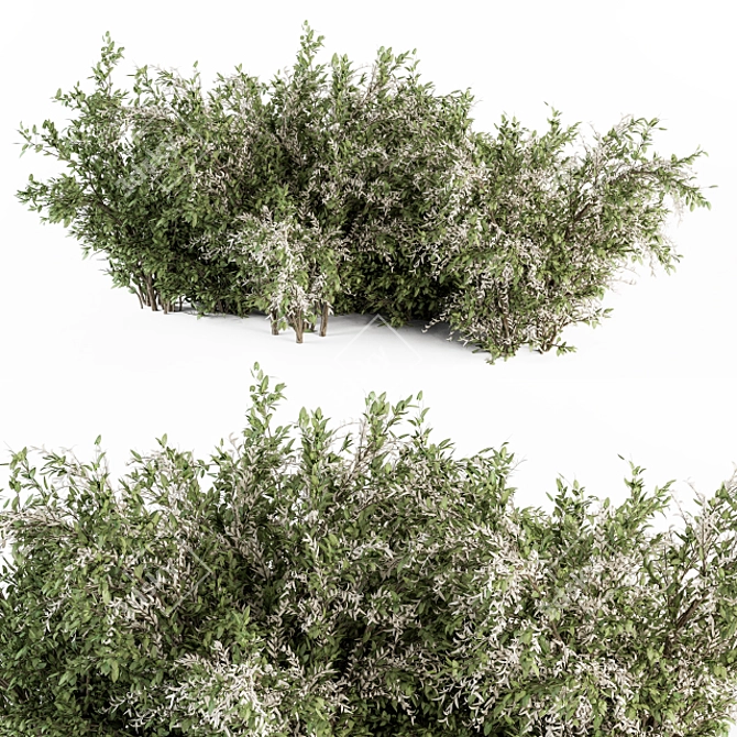 Elegant Green & White Bush Set 3D model image 1